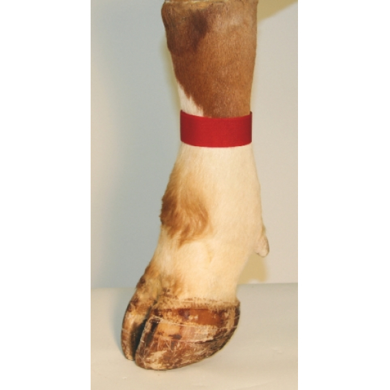 Obrázok pre Páska na nohu se suchým zipem pro označování zvířat červená 10 ks