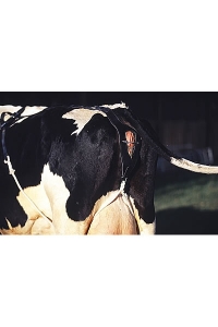 Obrázok pre Bandáž kožená ROBUS proti výhřezu dělohy krav
