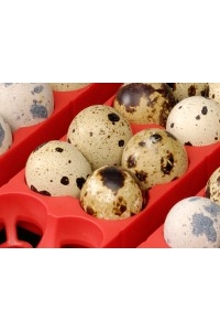 Obrázok pre Sada držáků vajec pro líhně Covina/ET49, Real 49