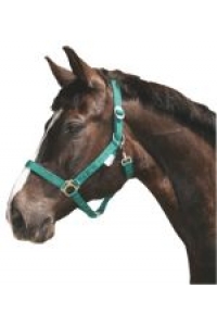 Obrázok pre Ohlávka pro koně nylonová s bandáží barva zelená velikost 3