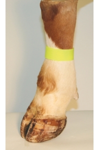 Obrázok pre Páska na nohu se suchým zipem pro označování zvířat žlutá