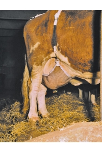 Obrázok pre Síť na vemeno krávy podpůrná Standard extra velká