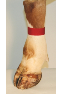 Obrázok pre Páska na nohu se suchým zipem pro označování zvířat červená 10 ks