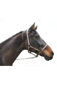 Obrázok pre Ohlávka pro koně nylonová Hippo velikost 2 barva bordó/béžová