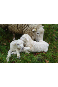 Obrázok pre Telfid® J Acid sušené mléko pro jehňata a kůzlata kompletní mléčná krmná směs 10 kg