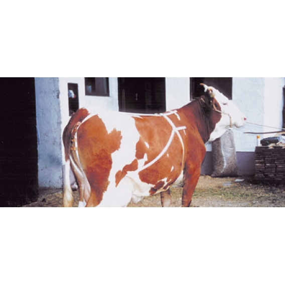 Obrázok pre Bandáž nylonová proti výhřezu dělohy krav