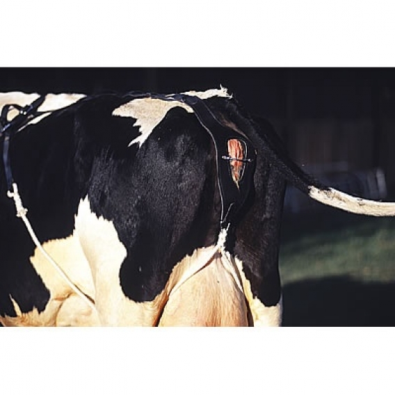 Obrázok pre Bandáž kožená ROBUS proti výhřezu dělohy krav