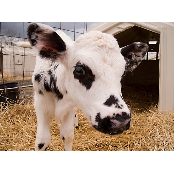 Obrázok pre Telfid® UNI sušené mléko pro telata nad 1 měsíc kompletní mléčná krmná směs 25 kg