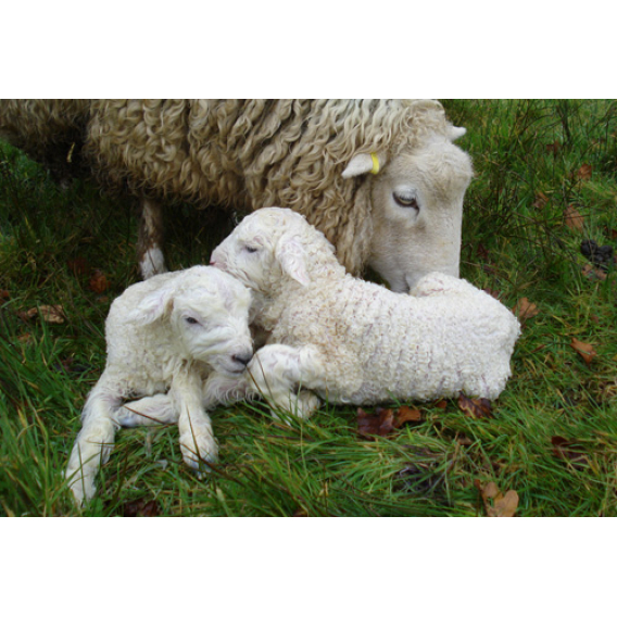 Obrázok pre Telfid® J Acid sušené mléko pro jehňata a kůzlata kompletní mléčná krmná směs 10 kg