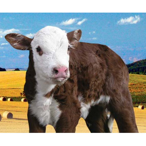 Obrázok pre Telfid® Grand A sušené mléko pro telata do 1 měsíce kompletní mléčná krmná směs 25 kg