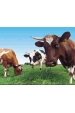 Obrázok pre Sada na elektrický ohradník pro dospělý hovězí dobytek (skot) 2000 m