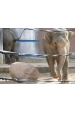 Obrázok pre Sada na elektrický ohradník pro slony, medvědy a velká zvířata 200 m s páskou OLLI 20 mm