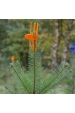 Obrázok pre PlantaGard® Cactus ochranná manžeta jehličnatých stromků proti okusu zvěří oranžová 100 ks