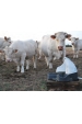 Obrázok pre Pastevní pumpa La GÉE Polypump Bowl pro skot a koně s napájecí miskou pro mláďata