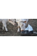 Obrázok pre Pastevní pumpa La GÉE Polypump Bowl pro skot a koně s napájecí miskou pro mláďata