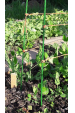 Obrázok pre Sklolaminátová kompozitní opěrná tyč 200 cm průměr 10 mm tyčka k rajčatům i ohradníku
