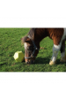 Obrázok pre Míč na pamlsky pro koně, hračka pro koně La Gée průměr 22,5 cm objem 3,5l barva pistáciová